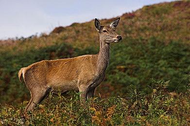 《血源》粉丝不高兴：《战神》都上PC了 《血源》呢