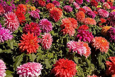 古墓劳拉之父新作 动作冒险游戏《幻梦传奇》于Steam发售